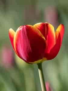 Tulpe2