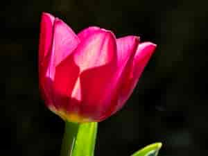 Tulpe