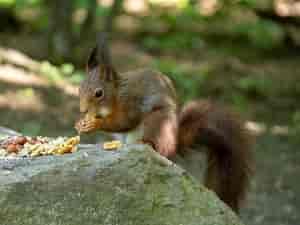 Eichhörnchen