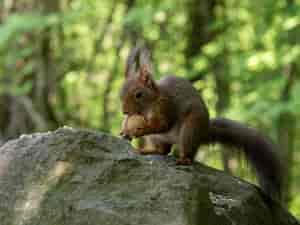 Eichhörnchen