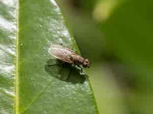Fliege