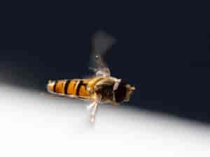 im Flug