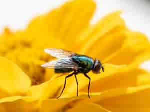 Fliege