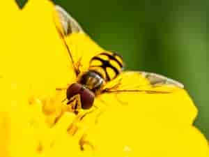 Schwebfliege