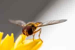 Schwebfliege