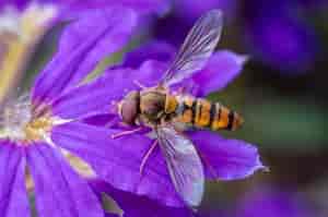 Schwebfliege