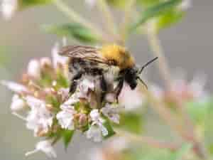 Wildbiene
