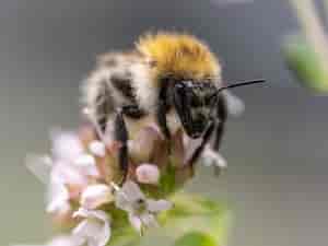 Wildbiene