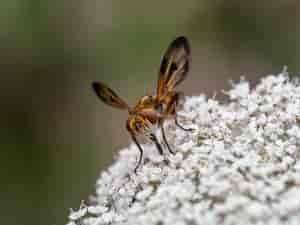 Fliege