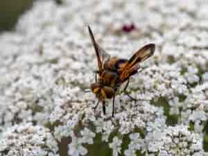 Fliege