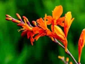 Blüte