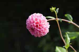 Portugal Madeira Botanischer Garten