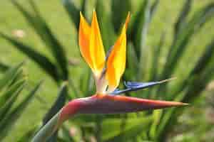 Portugal Madeira Botanischer Garten