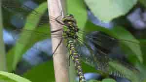 In meinem Garten 4