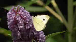 In meinem Garten 2