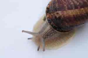 Schnecke