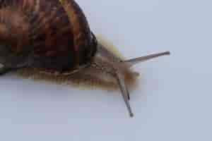 Schnecke