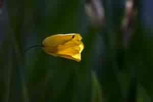 gelber Mohn