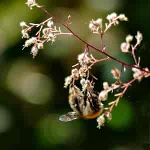 Hummel