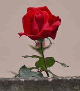 letzte Rose