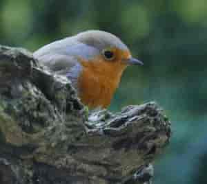 Robin
