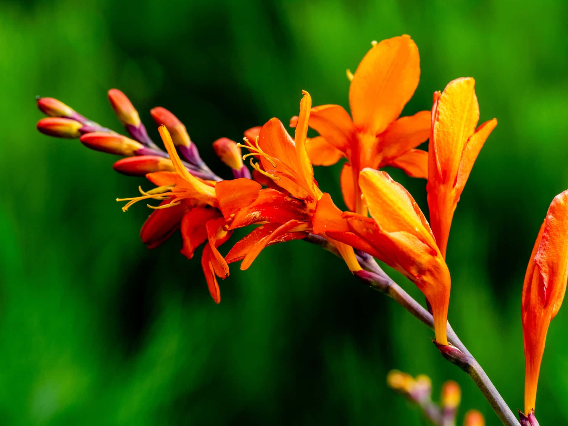Blüte